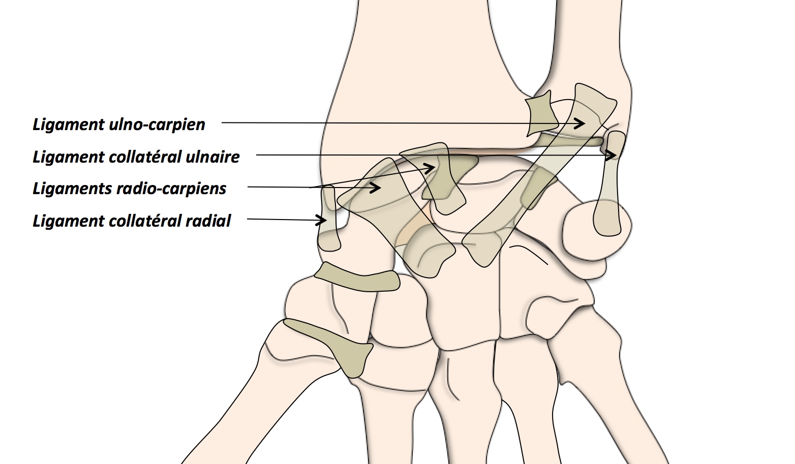 Anatomie Du Poignet Et De La Main Clinique Ost O Articulaire Des C Dres Grenoble